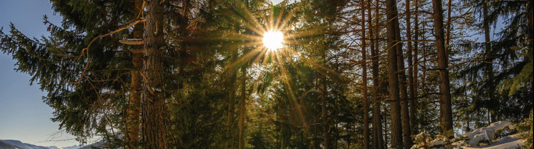 Beim "Waldbaden" spürst du die heilsame Kraft des Waldes mit allen Sinnen.