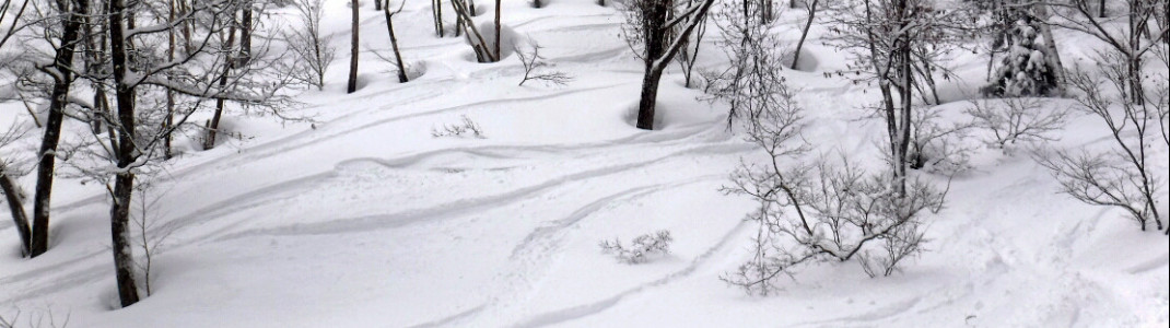 Off-Piste Area in Nozawa Onsen