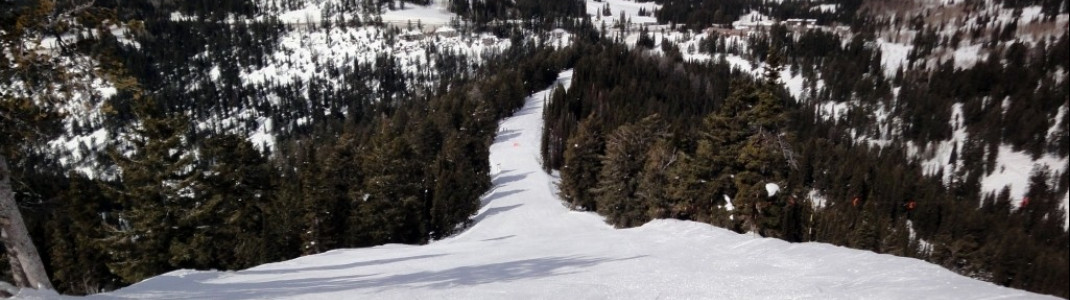 Wie ein Band zieht sich die Carvingpiste Dreamweaver durch die Wälder des Grand Teton Nationalparks.