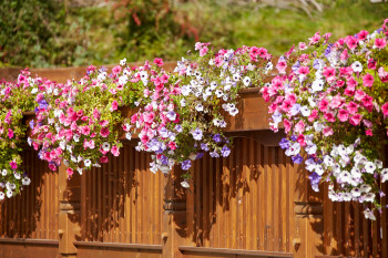 Summer 2017 Flowers