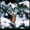 Schnaps