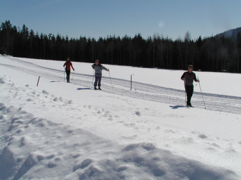 50 km Langlaufloipe direkt Habischried/Bischofsmaiszur Rusel