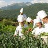 eigener Kräuter und Gemüse Garten