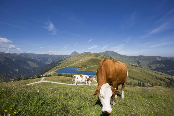 Sommerurlaub am Berg mieten
