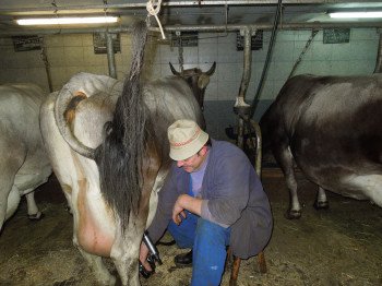 Hofbesitzer bei der Stallarbeit