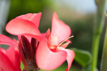 Blumen im Garten soweit das Auge reicht, umgeben von einer saftig grünen Wiese