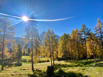 Goldener Herbst Cristauta