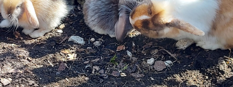 süße Häschen Badhaus