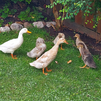 Enten vom Badhaus