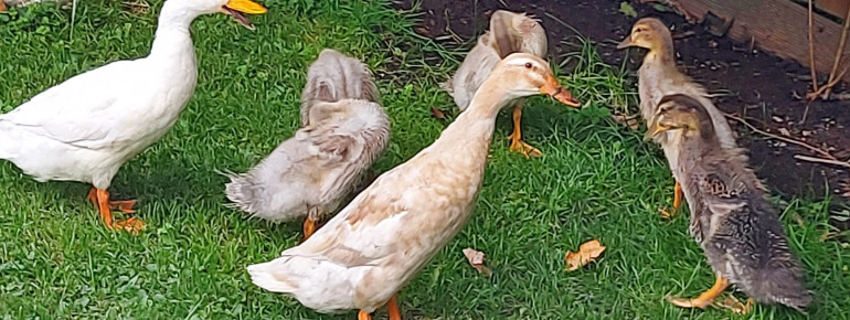 Enten vom Badhaus