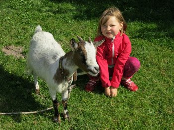 Tiere am Hof