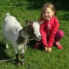 Tiere am Hof