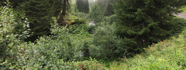 Lust auf kühle Berge im heißen Sommer?