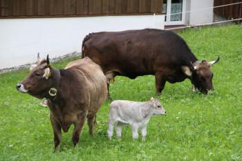 Im Sommer vor dem Balkon