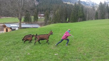 Ziegen kommen auf die Weide