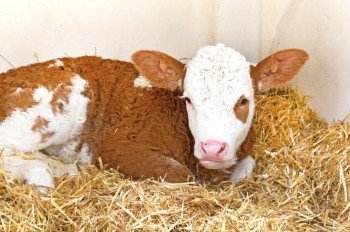 Müssen nach dem Wintersport unbedingt im Stall besucht werden: Die Kälbchen und das Jungvieh!