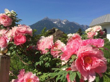Rosen im Juni