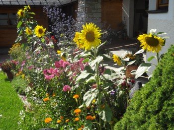 Impressionen aus dem Garten