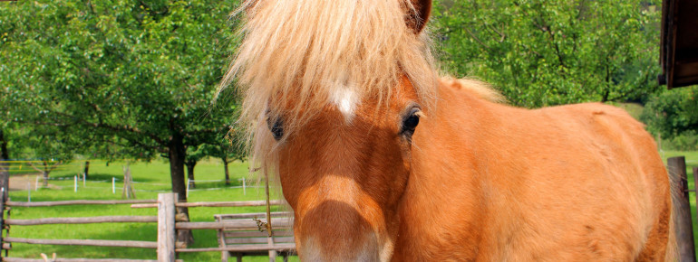 Pony