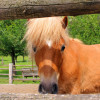 Pony