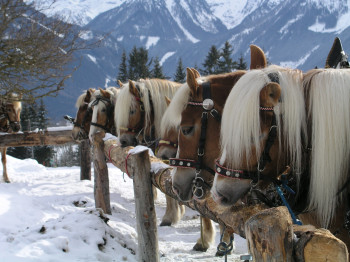 Pferdeschlitten