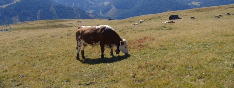Sommer ist auch schön