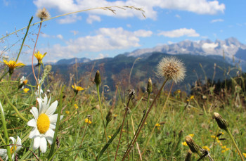 Russbach Sommer