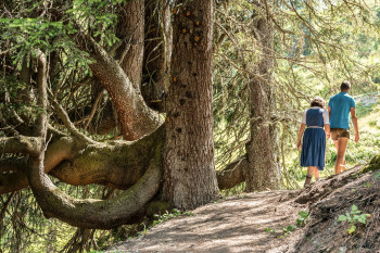 Sinnesweg Urwald