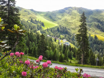 Almrosenblüte