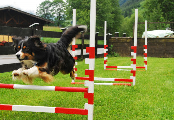 Hundespielplatz