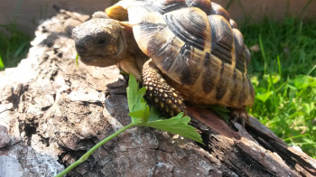 Schildkröte Kassiopeia
