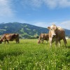 Das saftige grüne Gras schmeckt unseren Milchkühen