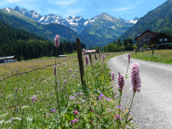 Wiesenblüte im Frühsommer