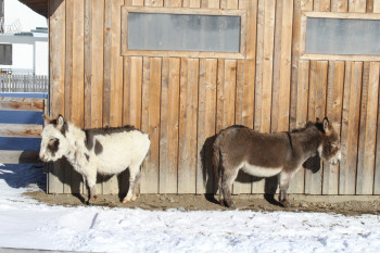 Nubi und Noah lassen sich von den Sonnenstrahlen verwöhnen