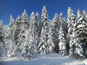 Winterwonderland