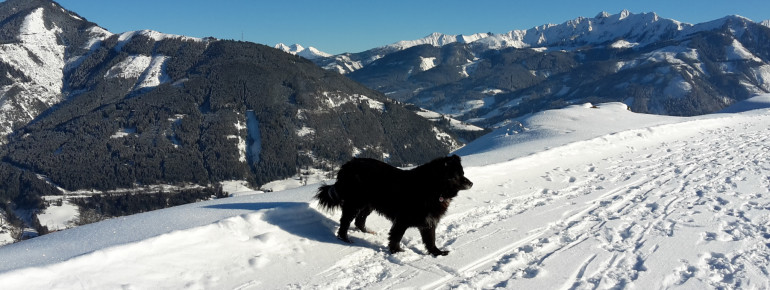 Winterwandern mit Hund