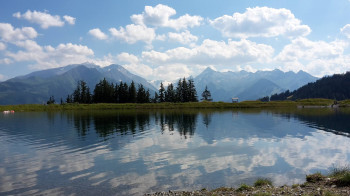 Plettsaukopf Sommer
