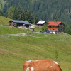 Sommer auf der Alm