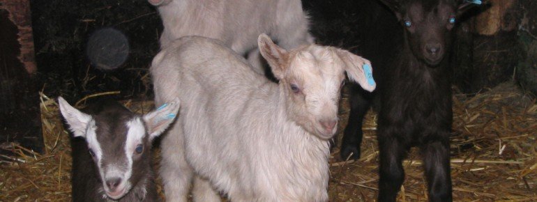 Unsere Zicklein in der eigenen Landwirtschaft