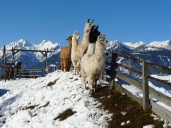 unsere Tiere