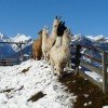 unsere Tiere