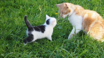 Katze