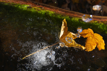 Herbst am Brandstätterhof