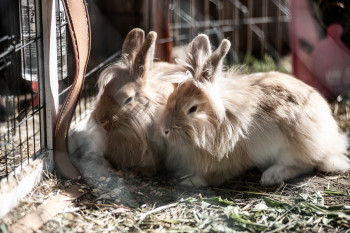 Unsere Tiere