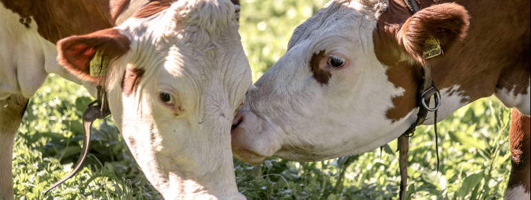 Unsere Tiere