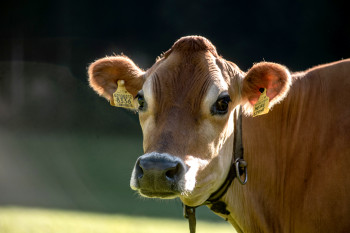 Unsere Tiere