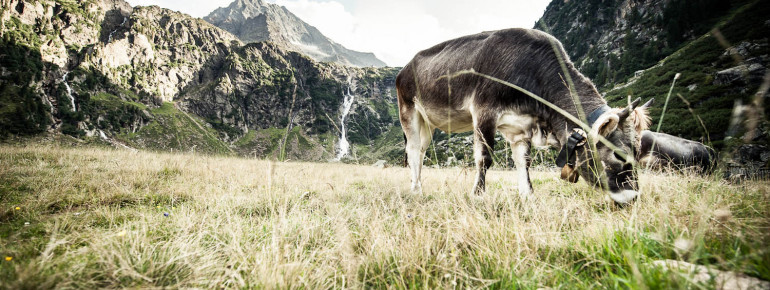 Almsommer im Stubaital