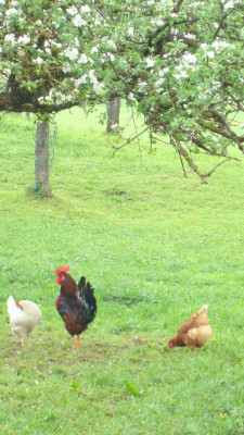 Natur Pur