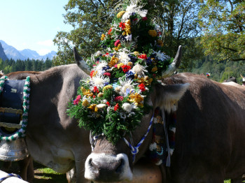 Viehscheid in Oberstdorf