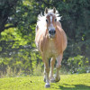 Unsere Pferde